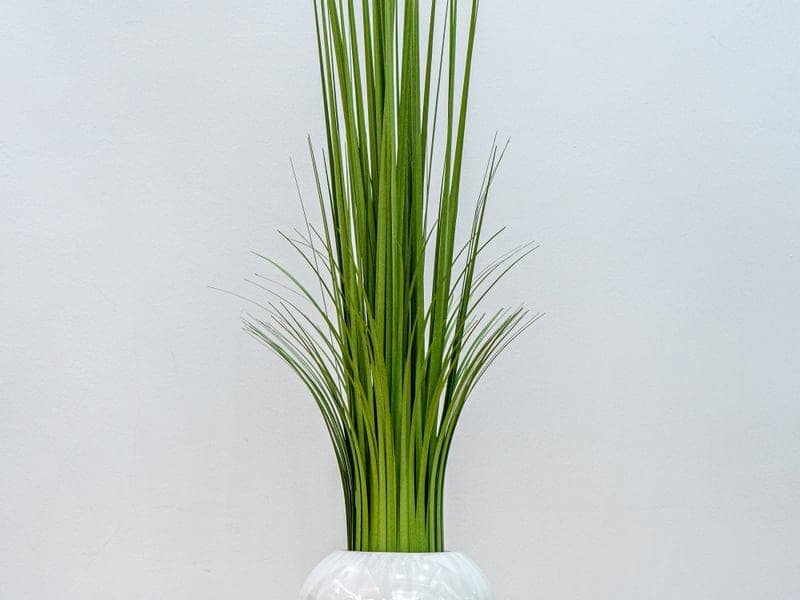 King David - Photo 8